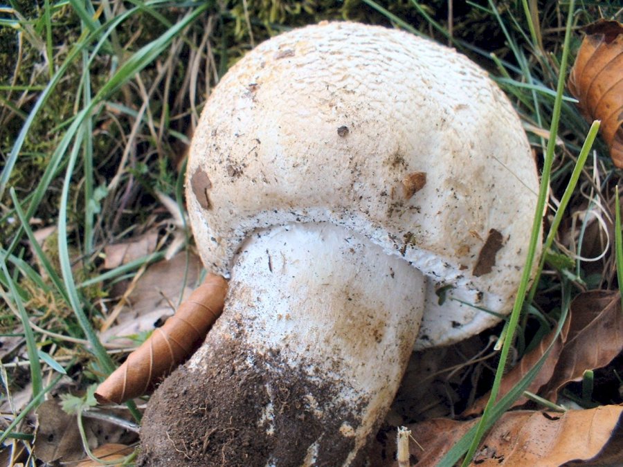 primi ritrovamenti